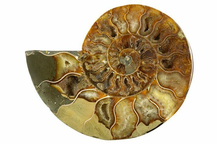 Cut & Polished Ammonite Fossil (Half) - Crystal Pockets #310589